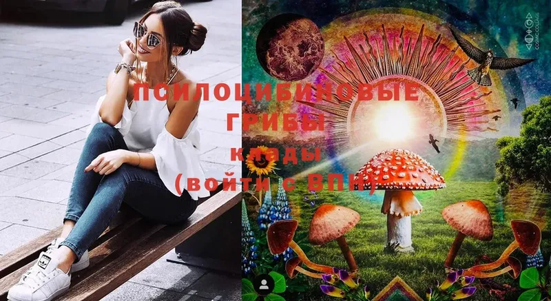 Галлюциногенные грибы Psilocybine cubensis  Дятьково 